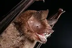 Brown bat head