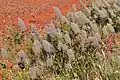 Ptilotus nobilis (Lindl.) F.Muell