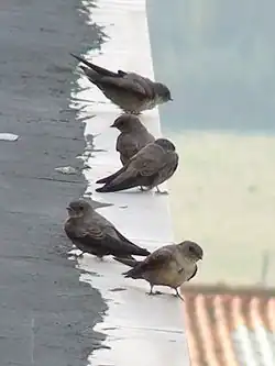 five small grey-brown swallows perched on the edge of a roof