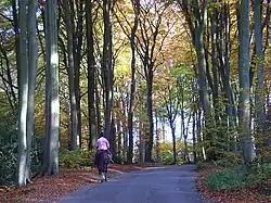 Hollowhill Wood