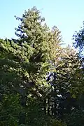 Tree canopies in the Preserve