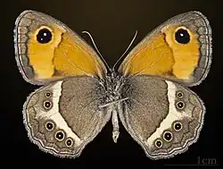 Male underside