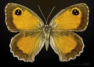 Female