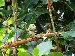 acorns