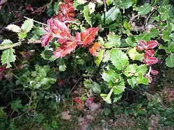 young leaves are red