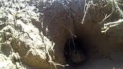 Brown rodent head