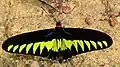 Trogonoptera brookiana