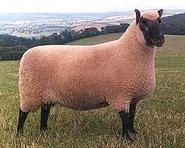 A sheep showing dark points on its face, ears, and legs