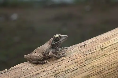 Lateral view