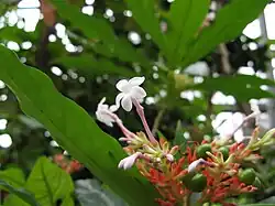 Rauvolfia serpentina contains reserpine.