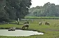 Free roaming pigs in Barchem