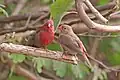 pair of L. s. senegala, Gambia