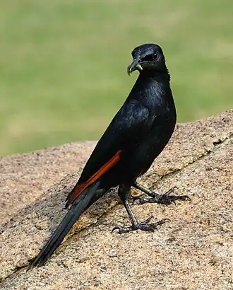 Male with caterpillar