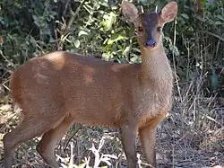 Reddish-brown cervid
