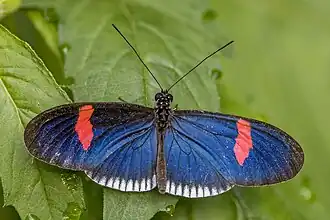 H. e. cyrbia Cook Islands (introduced as a biocontrol agent for invasive Passiflora)