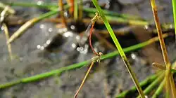 Mating pair