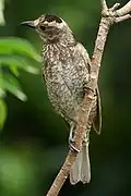 Female