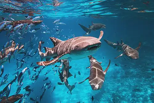 Sharks