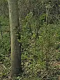 'Retiro' root suckering, Boarhunt, UK, age 7