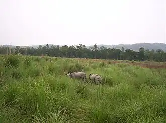 Two rhinoceros in a grassland. There are trees of various sizes in the background. The sky is grey.