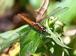 Female face