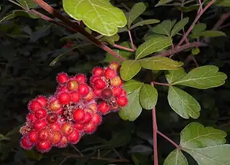 Fruit