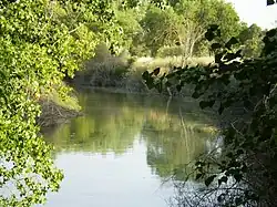 The Manzanares at Monte de El Pardo