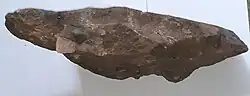 Rock sample, conglomeratic facies, collected on Imba Aradom
