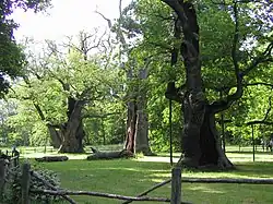 Rogalin Oaks