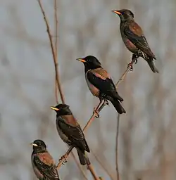 In Hyderabad, India