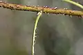 Thorns