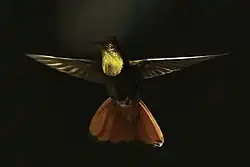 Male in flight