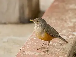 Rufous-bellied thrush