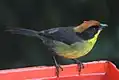 Yanachocha Reserve - Ecuador