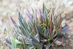 Growing in habitat