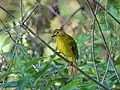 Yellow-browed bulbul