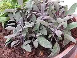 'Purpurascens'