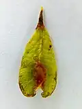 'Prospector' samara