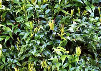 Foliage