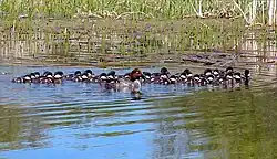 Saskatchewan wetlands