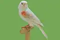 Satinette red mosaic