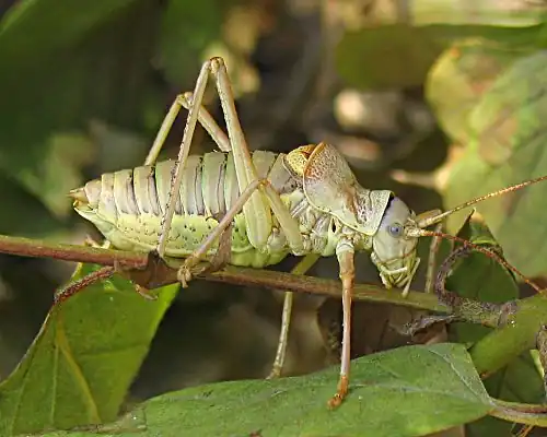 Ephippiger ephippiger, (Bradyporinae)