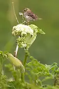 Probably P.&nbsp;s. sandwichensis, Alaska