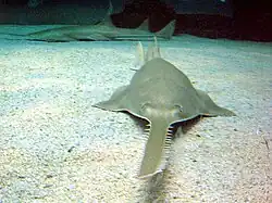 Sawfish have an electro-sensitive rostrum (saw) which is also used to slash at prey