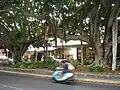 Sawtell's main street First Avenue with fig trees in the median