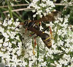 Saygorytes phaleratus