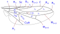Diagram of wing veins in Scenopinus