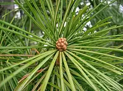 Staminate cones and needles