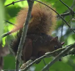 Brown squirrel