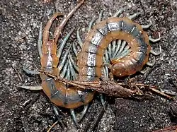 S. viridis